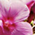 Phlox